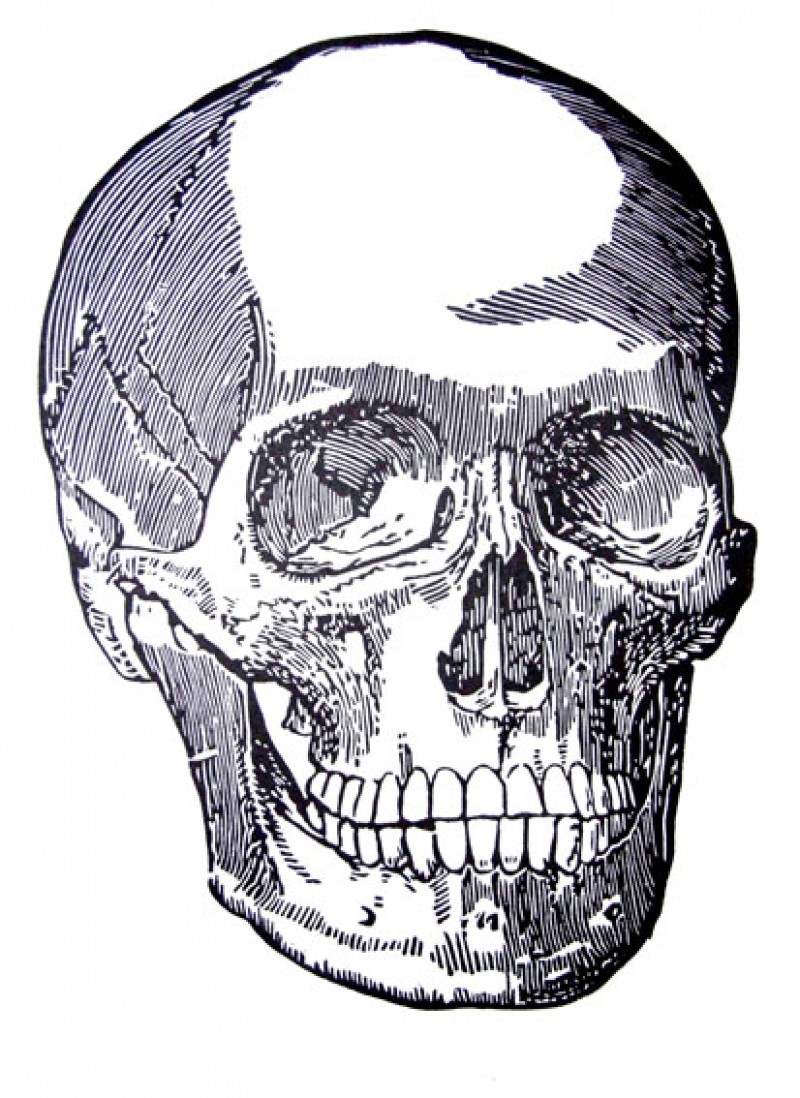 Skull