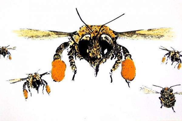 Swarm (front)