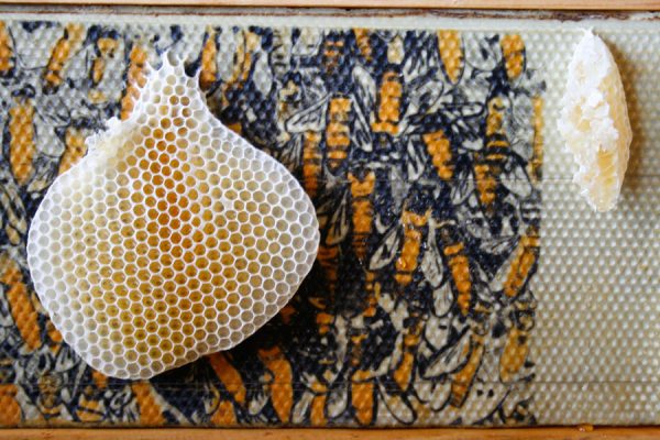 Hive Print I