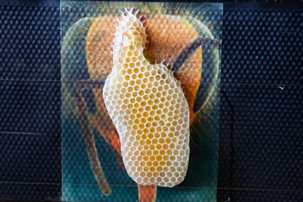 Hive Print III
